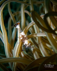 Magnificent Animone Shrimp
Ancylomenes magnificus by Ton Ghela 